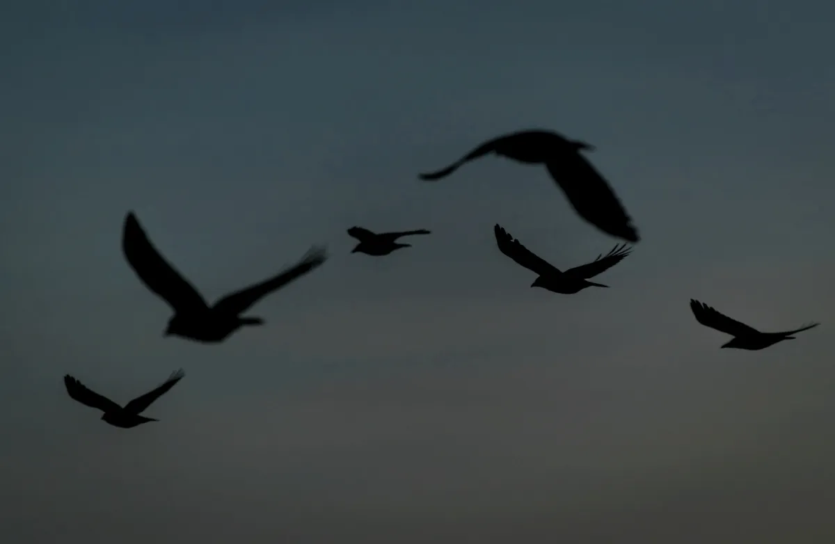 Dark bird silhouettes flying across a dusky sky